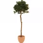 EUROPALMS Umelý vavrínový guľový strom, 180cm 82506946