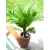 EUROPALMS Cycas palma umelá rastlina, 70 cm 82509604