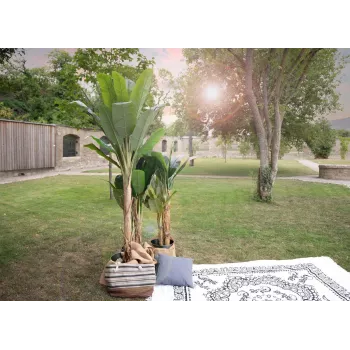 EUROPALMS umelý banánovník, 210 cm 82509507