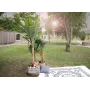 EUROPALMS umelý banánovník, 210 cm 82509507