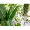 EUROPALMS umelý banánovník, 210 cm 82509507
