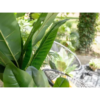 EUROPALMS umelý banánovník, 210 cm 82509507