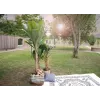 EUROPALMS umelý banánovník, 210 cm 82509507