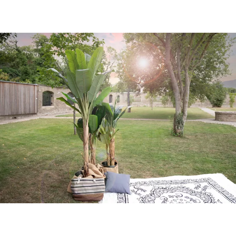 EUROPALMS umelý banánovník, 210 cm 82509507