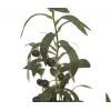 EUROPALMS umelý olivovník, 68 cm, zelené listy, čierny kvetináč 82506421