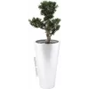 EUROPALMS Bonsai Podocarpus umelá rastlina, 80 cm 82600116