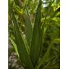 EUROPALMS Aloe (EVA), umelá, zelená, 50 cm (82530570)