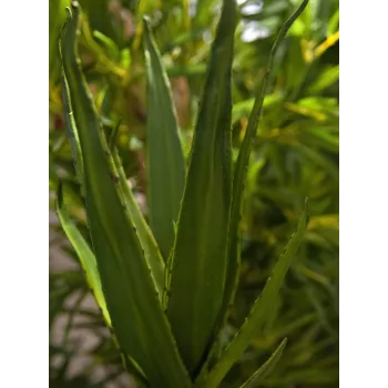 EUROPALMS Aloe (EVA), umelá, zelená, 50 cm (82530570)