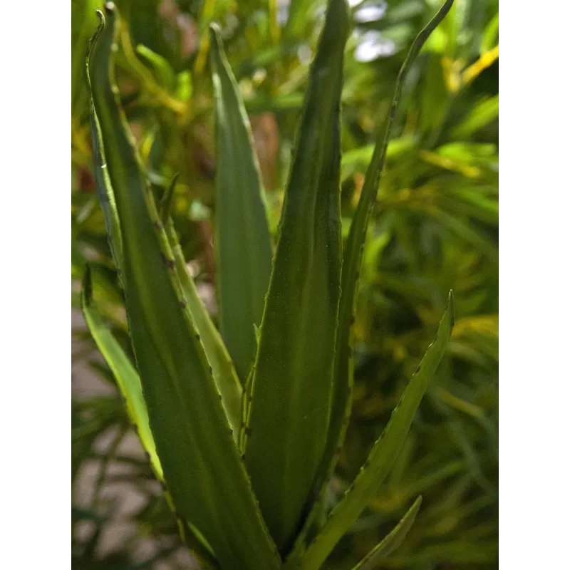 EUROPALMS Aloe (EVA), umelá, zelená, 50 cm (82530570)