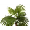 EUROPALMS vejárová palma umelá rastlina 130 cm 82509302