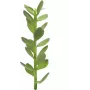 EUROPALMS výhonok stromu šťastia umelá rastlina, 30 cm 82809010