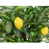 EUROPALMS umelý citrónovník, 150 cm 82507815