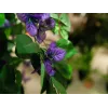 EUROPALMS Bougainvillea levanduľová umelá rastlina 180 cm 82507036