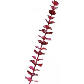 EUROPALMS Umelá krištáľová vetva eukalyptu, bordová, 81 cm 82600203