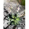 EUROPALMS Stone Rose (EVA) umelá rastlina, ružová, 32 cm 82530572