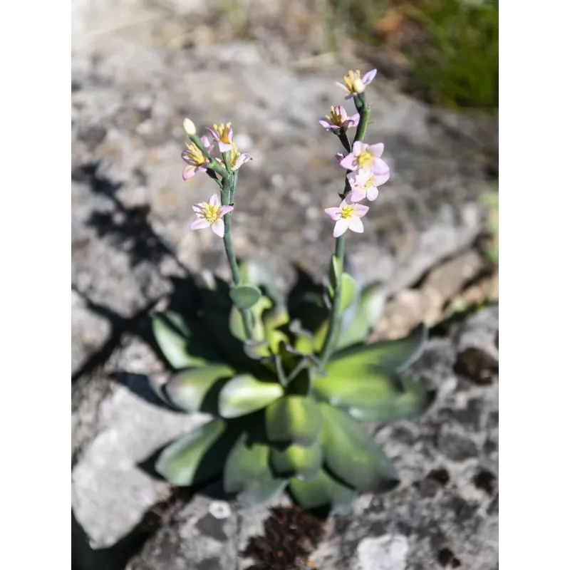 EUROPALMS Stone Rose (EVA) umelá rastlina, ružová, 32 cm 82530572