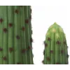EUROPALMS Mexický kaktus umelá rastlina, zelená, 117 cm 82801071