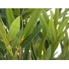EUROPALMS Bambus deluxe, umelá rastlina, 180 cm (82509167) - umelá bambusová rastlina