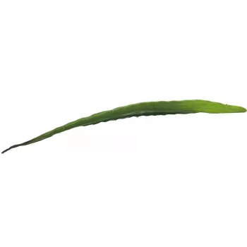 EUROPALMS Umelý list aloe (EVA), zelený, 60 cm 82530581