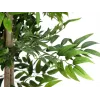 EUROPALMS Ficus Longifolia umelá rastlina, 165 cm 82506350