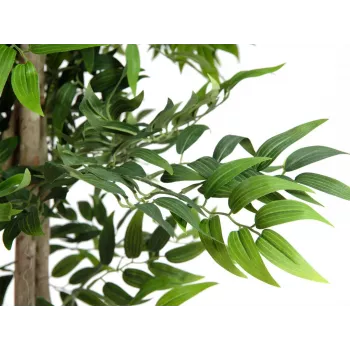 EUROPALMS Ficus Longifolia umelá rastlina, 165 cm 82506350