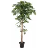 EUROPALMS Ficus Longifolia umelá rastlina, 165 cm 82506350