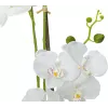 EUROPALMS umelá rastlina orchidea, biela, 80 cm (82530362)