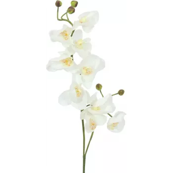 EUROPALMS umelá vetva orchidey, krémovo-biela, 100 cm (82530323)