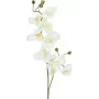 EUROPALMS umelá vetva orchidey, krémovo-biela, 100 cm (82530323)