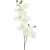 EUROPALMS umelá vetva orchidey, krémovo-biela, 100 cm (82530323)