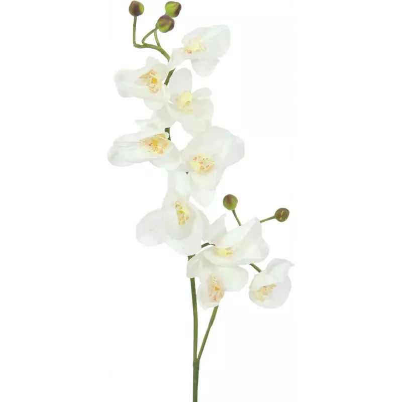 EUROPALMS umelá vetva orchidey, krémovo-biela, 100 cm (82530323)