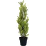 EUROPALMS umelá rastlina cypřiš Leyland, 60 cm 82606959