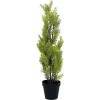 EUROPALMS umelá rastlina cypřiš Leyland, 60 cm 82606959