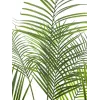 EUROPALMS veľkolistá areka umelá palma areka, 185 cm (82509442)
