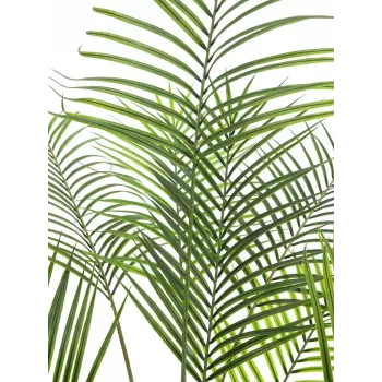 EUROPALMS veľkolistá areka umelá palma areka, 185 cm (82509442)