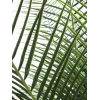 EUROPALMS Phoenix Palm Deluxe umelá rastlina 220 cm 82509722