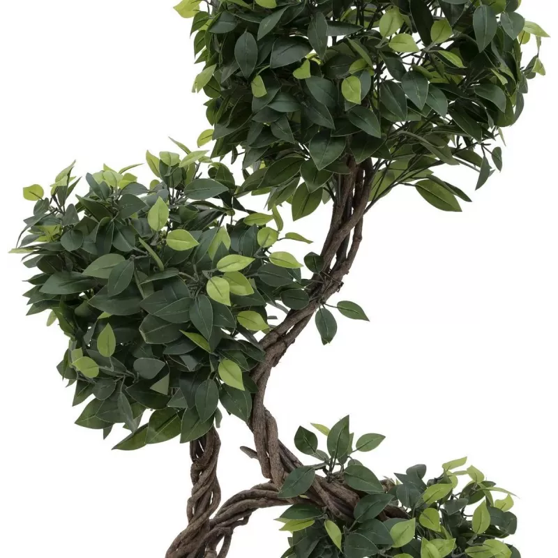 EUROPALMS Ficus Multi Spiral Trunk umelá rastlina, 160 cm 82501563