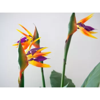 EUROPALMS Strelitzia umelá rastlina, 90 cm 82540502