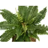 EUROPALMS Boston Farn umelá rastlina, 53cm, zelená 82519934