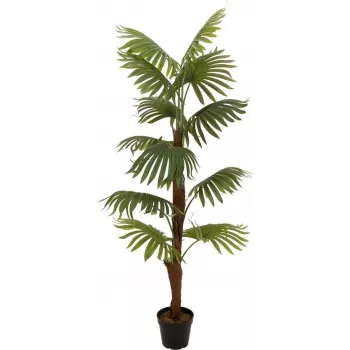 EUROPALMS vejárová palma umelá rastlina, 155cm 82509303