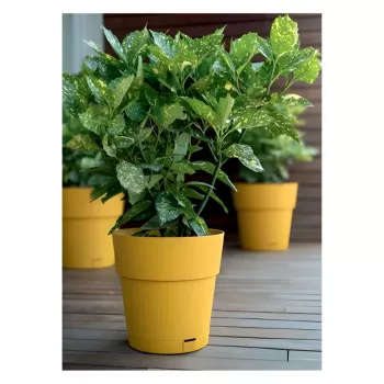 STEFANPLAST Ethica Kvetináč s podmisou Ø40x39cm horčicovo žltá