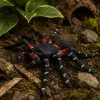LEAN TOYS pavúk tarantula gumená figúrka naťahovacia realistická čierna 10 cm